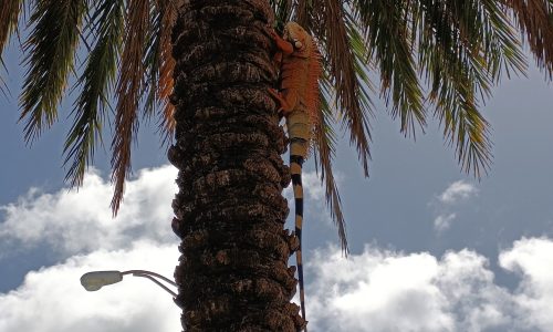 Miami-16